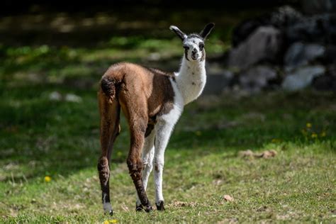 Minizoo Zwierzaki Nad Potokiem w Żukczynie Strona Podróży