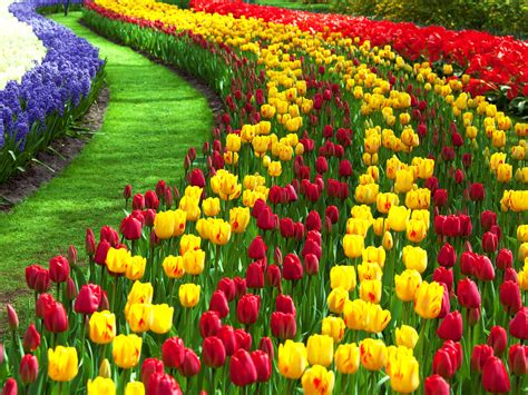 Nice Flower Garden Pictures Af6 - Tulip Garden Srinagar 2019 - 2400x1800 - Download HD Wallpaper ...