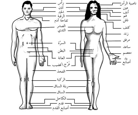 Arabic Vocabulary Human Body Learn Arabic