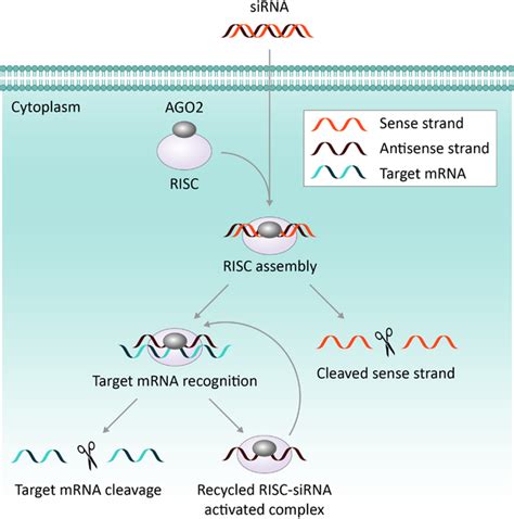 Schematic Describing Sirna Mediated Gene Silencing The Delivery Of Download Scientific Diagram