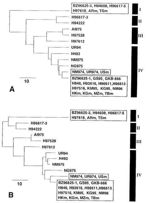 Dendrograms Showing The Levels Of Relatedness Among 33 H Akashiwo