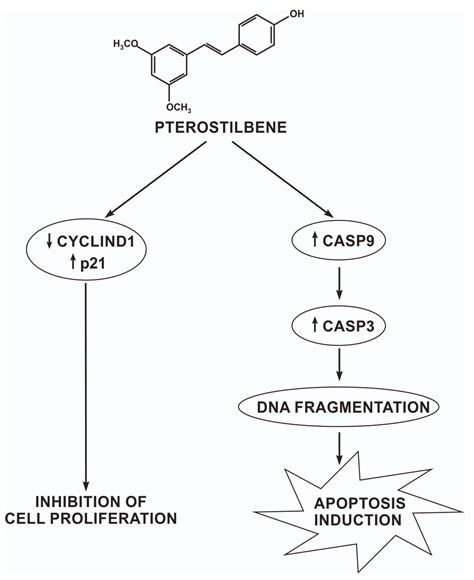 IJMS Free Full Text Pterostilbene Mediated Inhibition Of Cell