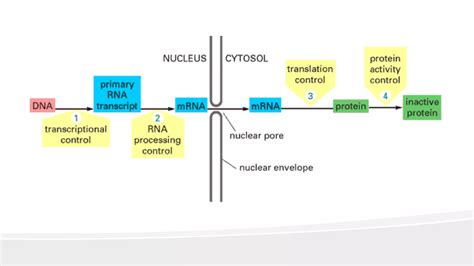 Gene Regulation In Eukaryotes Ppt