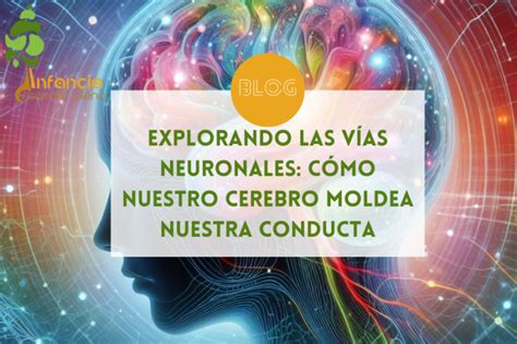 Explorando Las V As Neuronales C Mo Nuestro Cerebro Moldea Nuestra