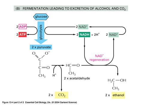 Fermentation Process - College Brewmaster