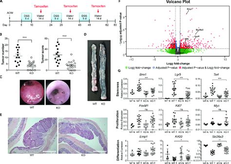 DKK2 Regulates Stemness And Differentiation Of Colon Cancer Cells A A