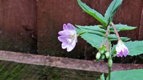 Wednesday Weed – Broadleaved Willowherb Revisited | Bug Woman