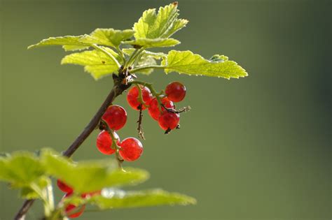 Bildet tre gren blomstre anlegg frukt bær blad blomst sommer