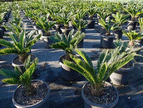 Pokok Bunga Tahan Panas Jenis Tanaman Hias Tahan Panas Matahari