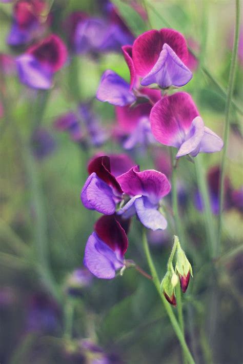 Pretty Sweet Peas By Jo Williams Sweet Peas Williams Garden Pretty