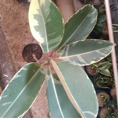 Jual Tanaman Hias Karet Kebo Variegata Ficus Di Lapak Hts Bukalapak