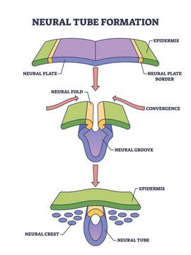 Neurulation Images – Browse 37 Stock Photos, Vectors, and Video | Adobe ...