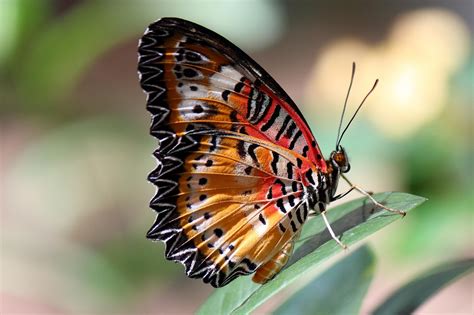 butterfly insects colorful  photo  pixabay