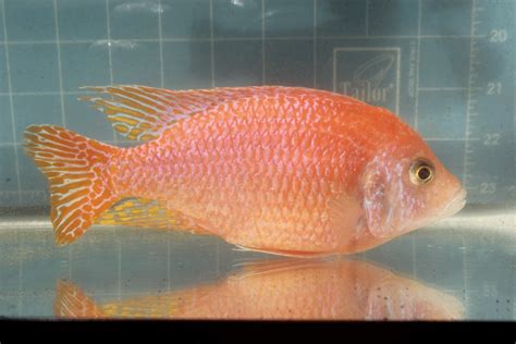 Dragon Blood Peacock Cichlid Genetics - Goliad Farms