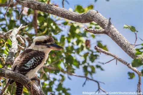 Kookaburra Facts For Kids: Information, Pictures & Video