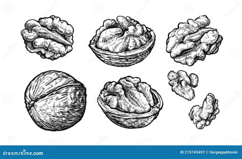 Nuts Set Hand Drawn Sketch Of Walnuts Isolated On White Background