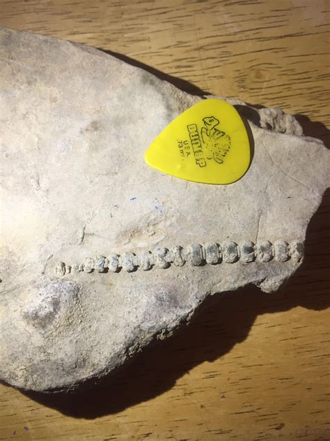 ID Please? Found in reservoir/lake bed. Nashville TN : r/FossilHunting