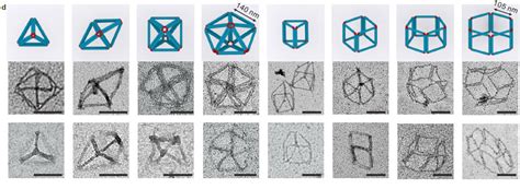 A new twist on DNA origami: Meta-DNA structures transform the DNA ...