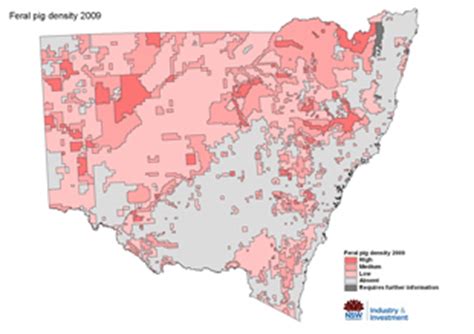 Feral pig control