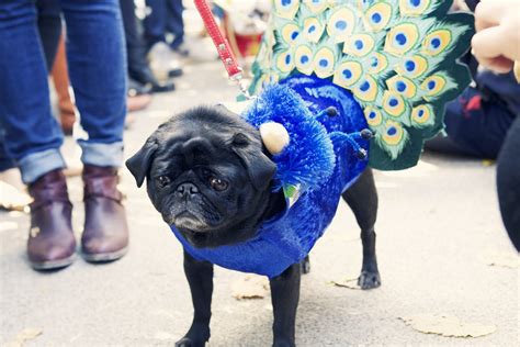 NYC Halloween Dog Parade | Dogs and the City