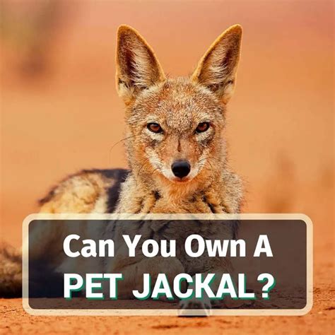 Can You Own A Pet Jackal? What Would It Be Like?