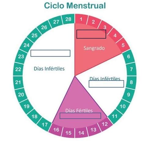 Cuáles Son Los Días Fértiles Brainly Lat