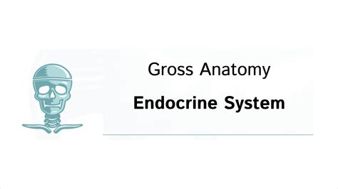 Usmle Comlex Step Endocrine Immune Systems Slides Ditki