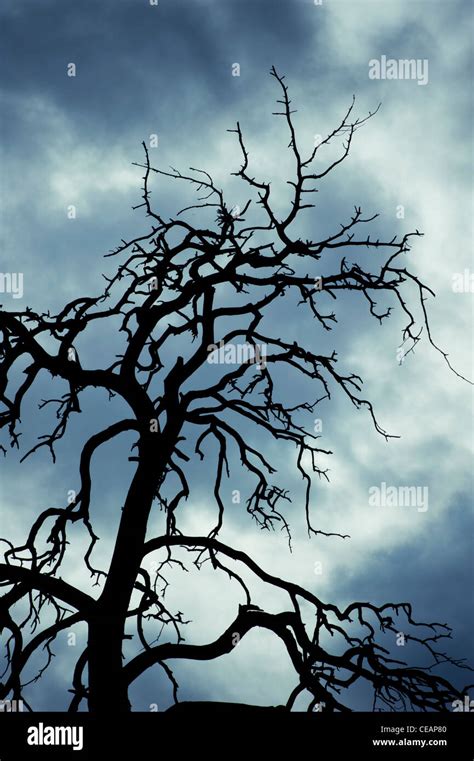 Silhouette of tree and sky Stock Photo - Alamy