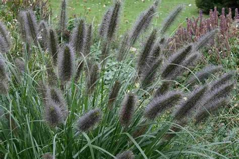 Pennisetum Alopecuroides Black Beauty Tuincentrum Pelckmans