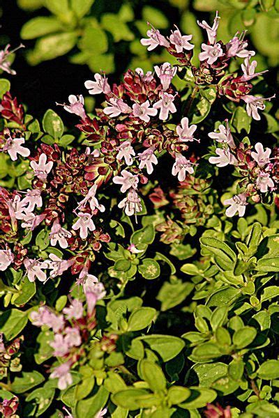 Marjolaine Officinale Origan Des Jardins Grand Origan Origanum