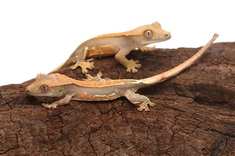 Fancy Crested Gecko Care - animal protective league