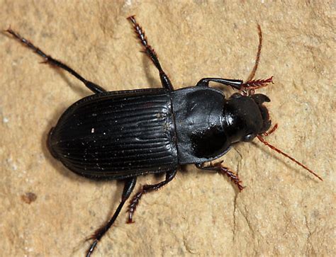 Murky Ground Beetle Harpalus Caliginosus Bugguidenet