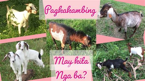 Tips Sa Pag Aalaga Ng Kambing Youtube