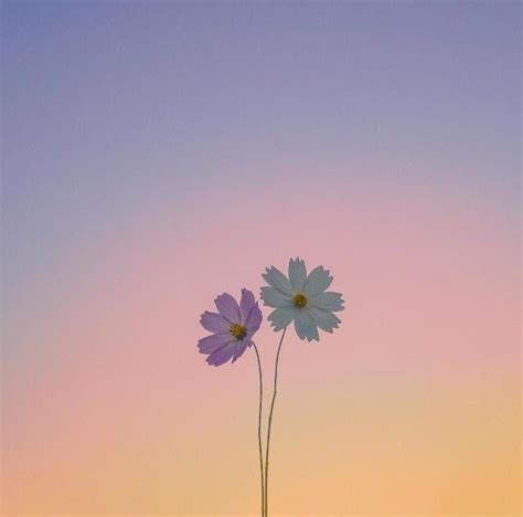 Purple And White Flowers On Pink Sky Background