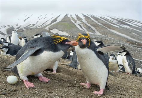 Macaroni Penguins - Antarctic and Southern Ocean Coalition