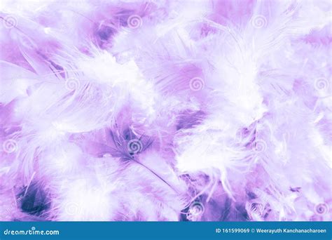 Beautiful Abstract Blue And Purple Feathers On Darkness Background And