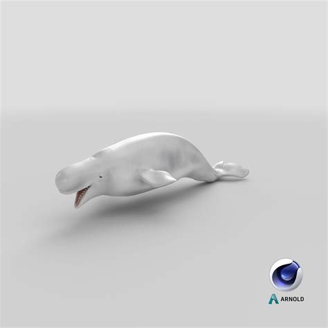 Beluga Whale Adult 3d Model 99 3ds Blend C4d Fbx Max Ma Lxo