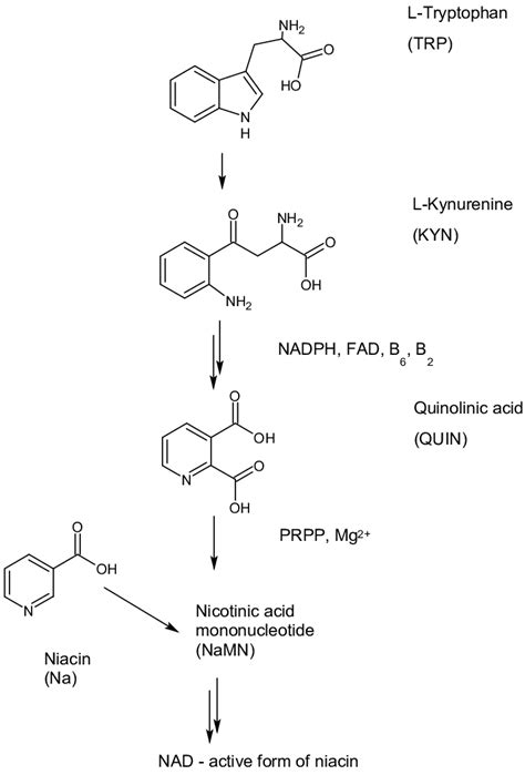 The Niacin Pathway Of Tryptophan Metabolism Download Scientific Diagram