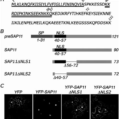 The Nuclear Localization Signal NLS Of Aster Yellows Phytoplasma