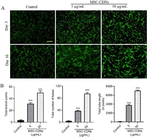 Msc Cdns Enhance Angiogenesis In Hdme Cells In Vitro In A D Peg Fibrin