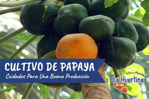 Arbol De Papaya Macho