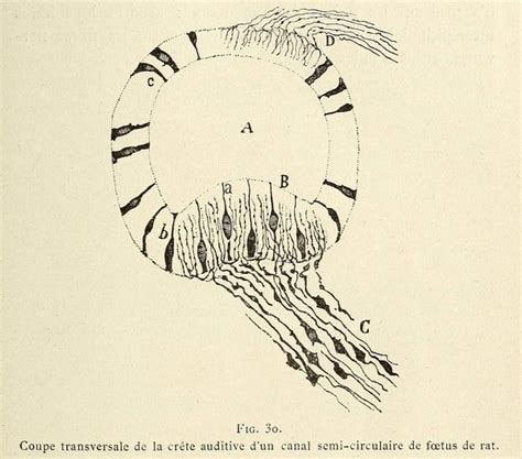 Early Illustrations Of The Nervous System By Camillo Golgi And Santiago