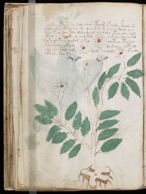 The Voynich Gallery The Complete Manuscript 2