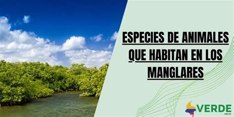 Caracter Sticas E Importancia De Los Manglares Colombia Verde