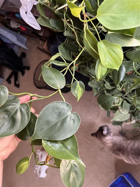 Heart leaf philodendron : r/plantclinic