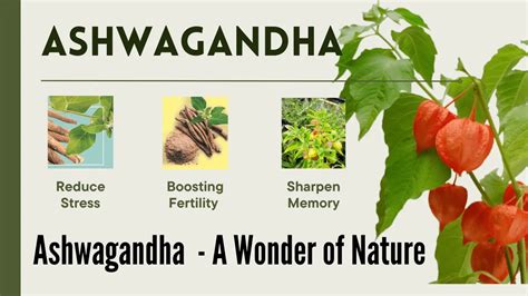 The Amazing Benefits Of Ashwagandha For Men And Women An Ayurvedic