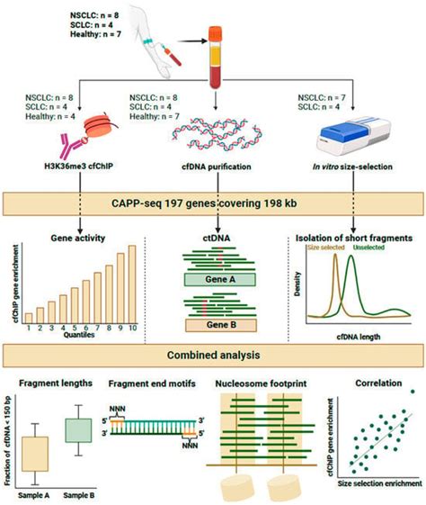 Ijms Free Full Text Integration Of Cell Free Dna End Motifs And