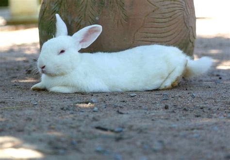 Bunny Tails 14 Questions Answered About A Rabbits Tail