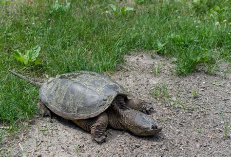 Turtle in Michigan Park stock image. Image of ancient - 94807821