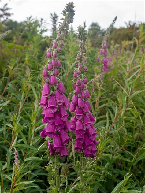 Blooming Vivid Wild Purple Foxglove Digitalis Flowers Stock Image